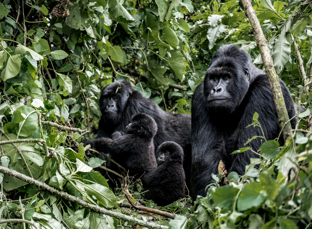 5 Days Congo Rwanda Safari