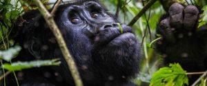 Gorilla Trekking in Bwindi Forest National Park