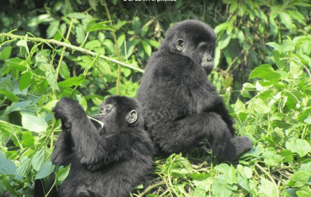 Bwindi gorilla trekking ,one of the best Uganda tour packages