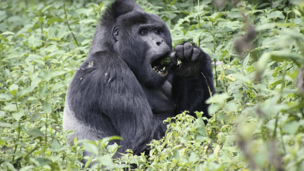 Uganda gorilla trekking, Africa