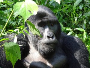is gorilla trekking dangerous?