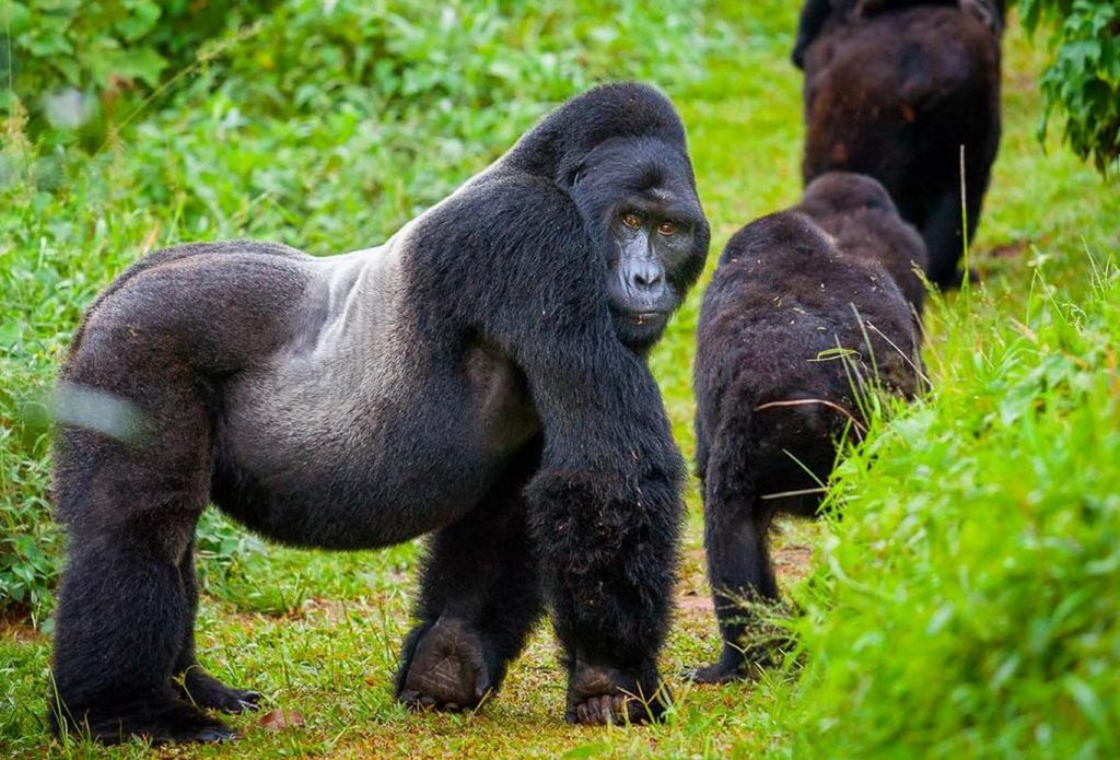 uganda gorilla permits