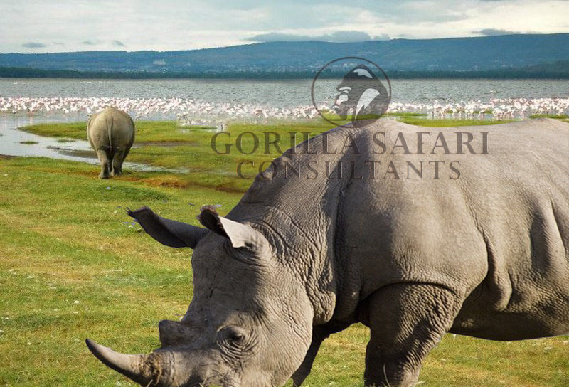 1 Day Lake Nakuru White Rhinos Tour - Gorilla Safari Consultants