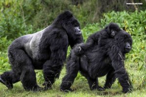 rwanda gorilla
