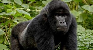 1 day bwindi gorilla trekking