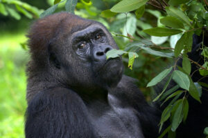 1 Day Rwanda Gorilla Trek