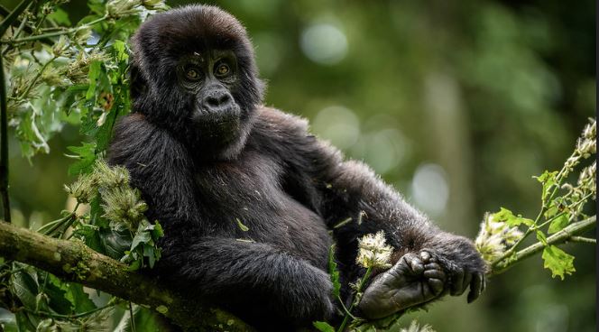 4 Days Bwindi Uganda Gorilla Trekking