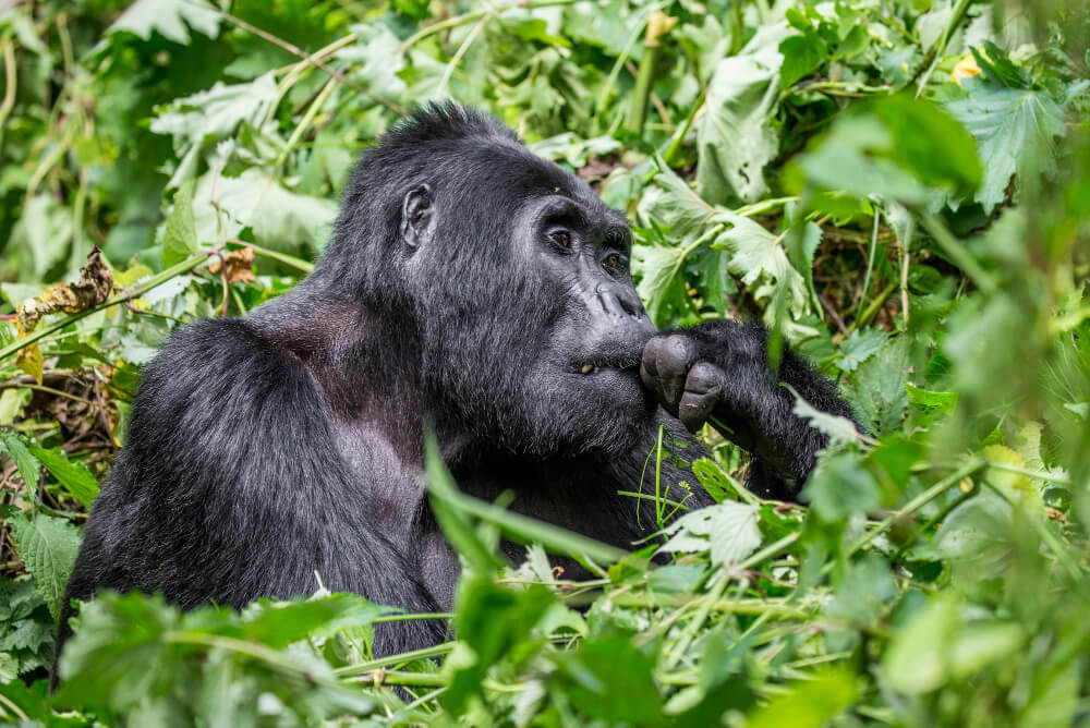 4 DAYS BWINDI UGANDA GORILLA