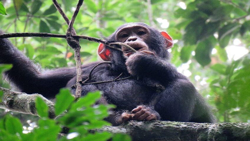 Chimpanzee Habituation Experience in Uganda