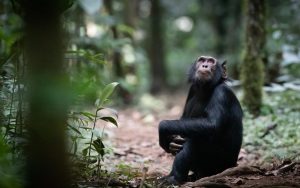 Chimpanzee trekking in Budongo