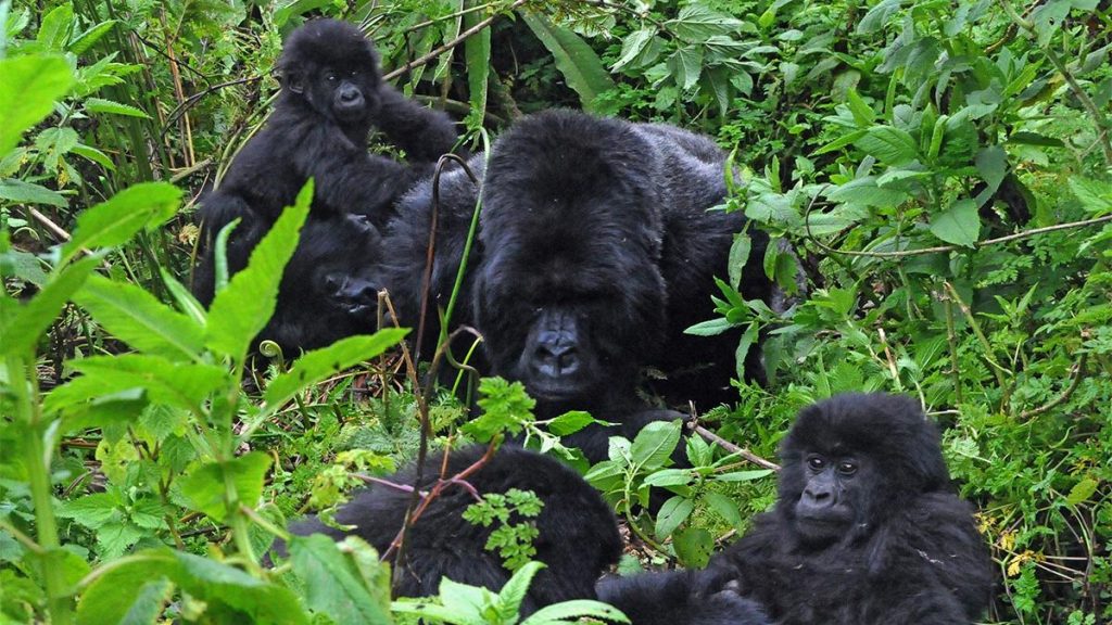 Gorilla Habituation Experience safari