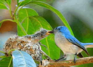 bird watching safaris in Uganda