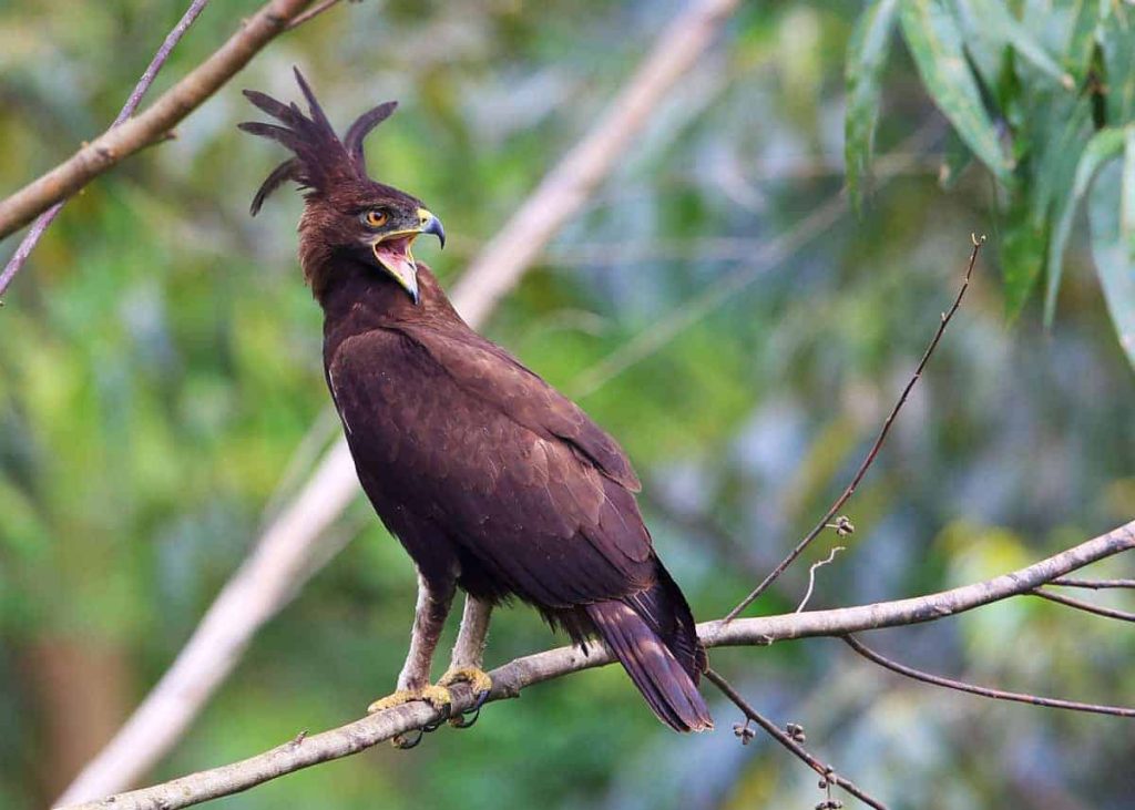 bird watching safari