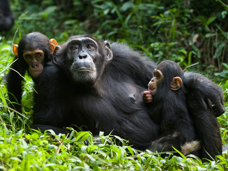 chimpanzee Safari in uganda
