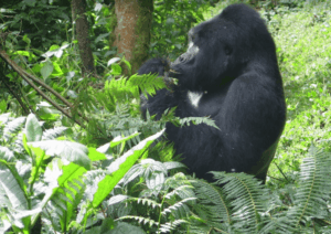 is gorilla trekking safe?