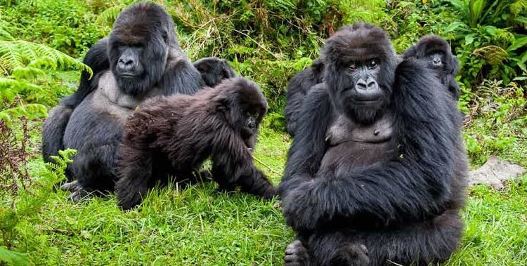 4 Days Bwindi Double Gorilla Trekking