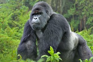 mountain gorilla trekking