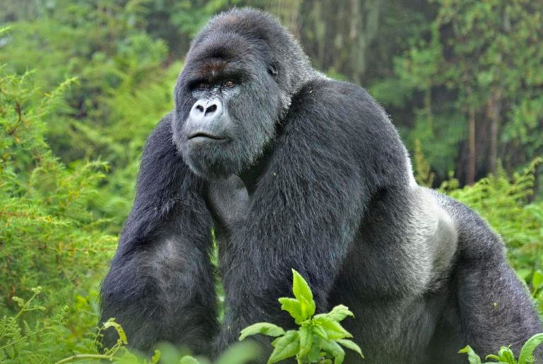 mountain gorilla trekking