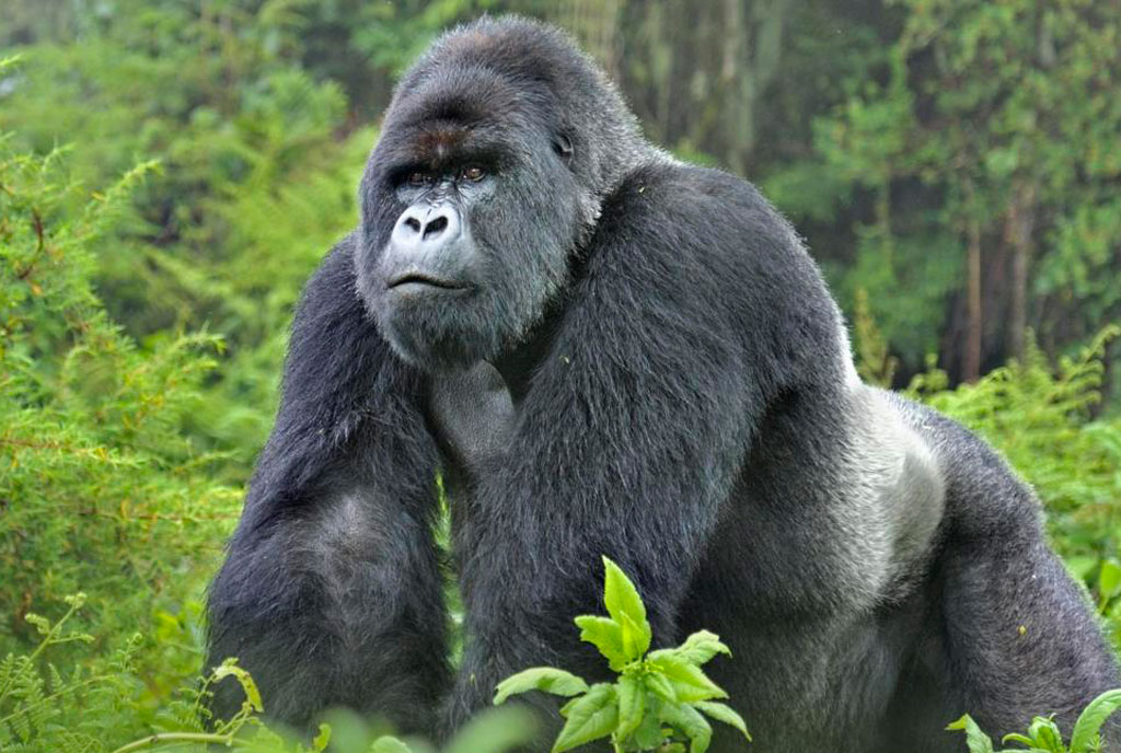 Where To See Gorillas in Africa