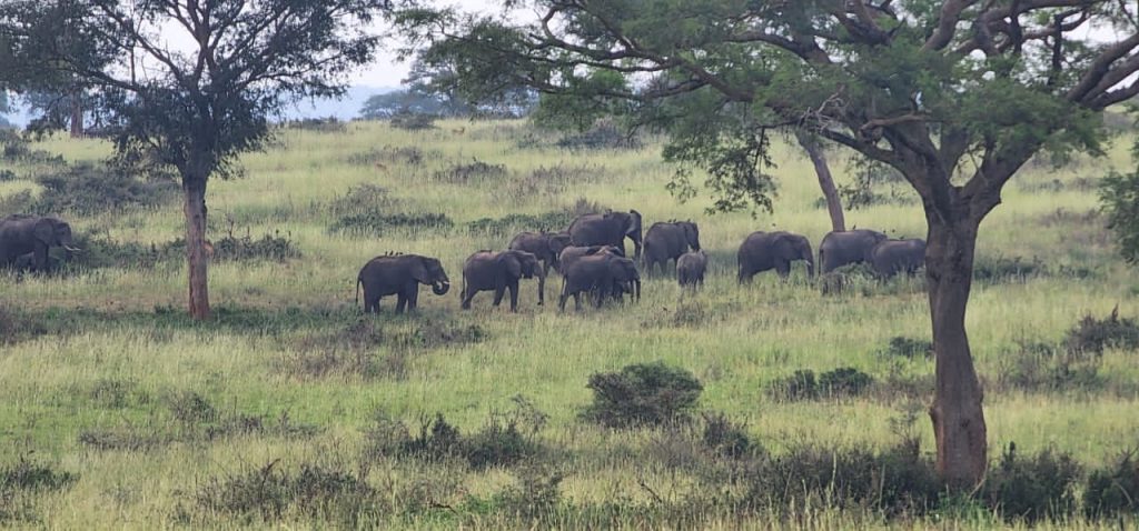 buffalos graze at Murchison Falls grounds on 7 Days Uganda Wildlife Safaris