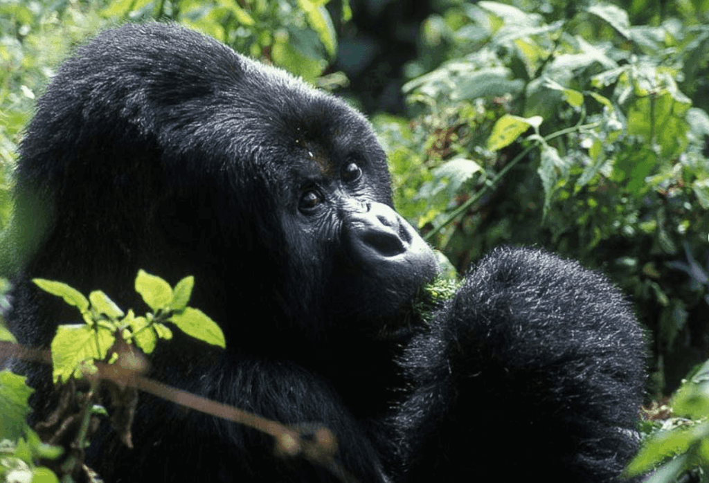 reasons why gorilla trekking is one hour in Uganda and Rwanda