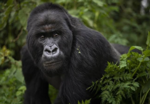 a gorilla seen at Bwindi forest on a 4 Days Uganda Gorilla Trek and Chimpanzee Tour