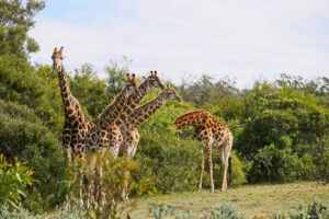 Semuliki National Park