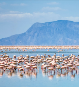 beautiful-views-lake-natron-flamingos on 6 Days Tanzania Iconic National Parks Safari