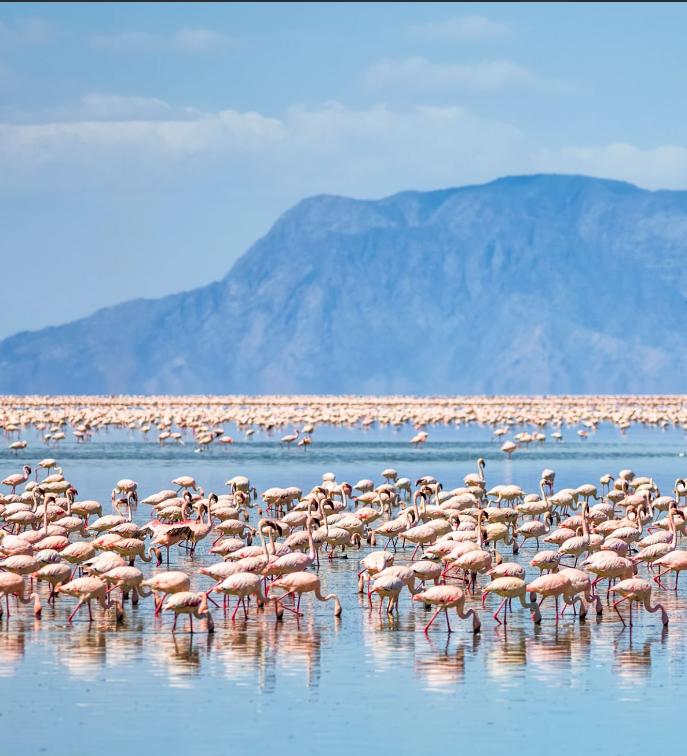 beautiful-views-lake-natron-flamingos