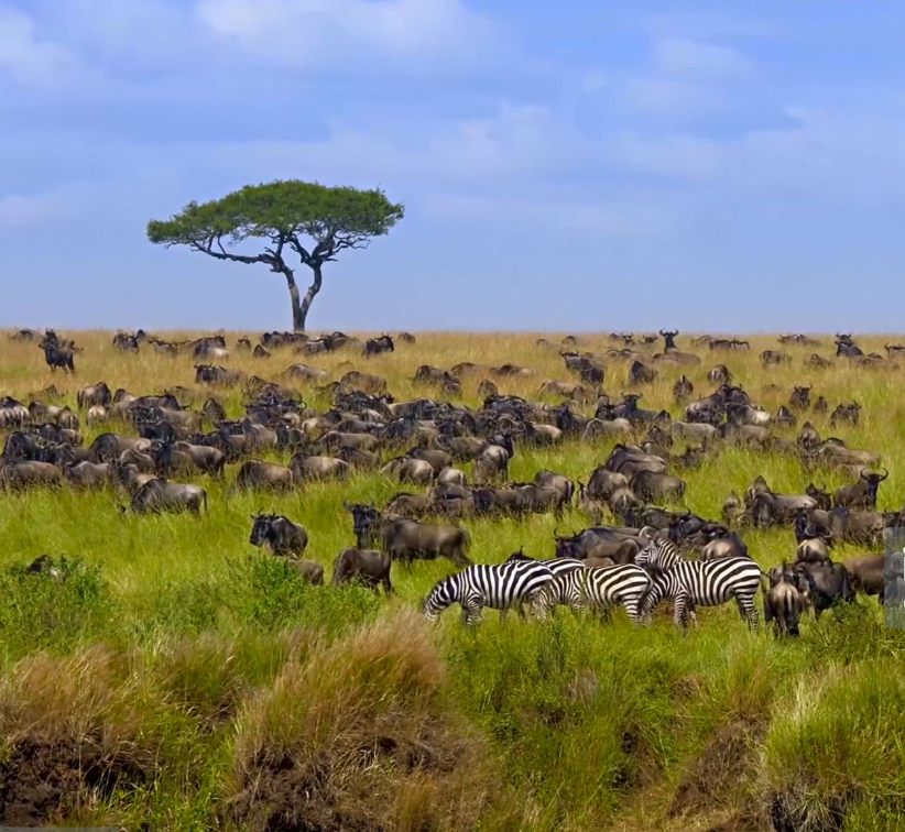 6 days Great Migration safari Starting in Masai mara 