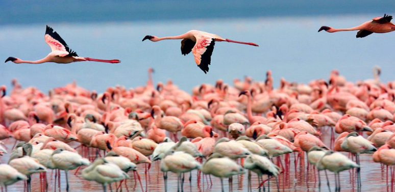 flamingo watching at Lake Nakuru on 11 Days Keya Tanzania Safaris