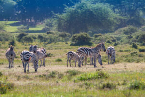 Kigosi National Park