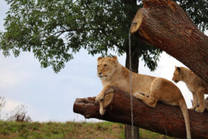 Lake Manyara National Park