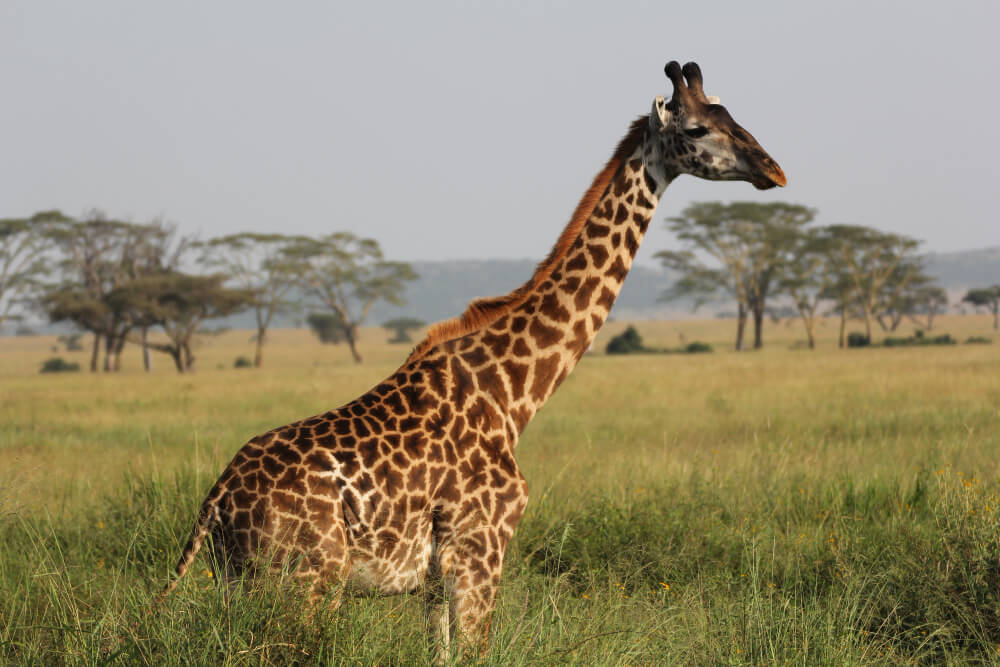 Scenic view of Arusha National Park with Mount Meru in the background.