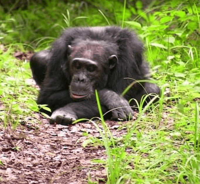 Gombe National Park - Gorilla Safari Consultants