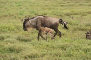 Serengeti National Park