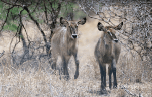 Several, Wildlife at Tarangire National Park