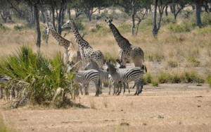 Giraffes and Zebras enjoy a walk through Selous National Reserve Tanzania