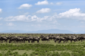 wildebeests migration at Serengeti National Park, Tanzania