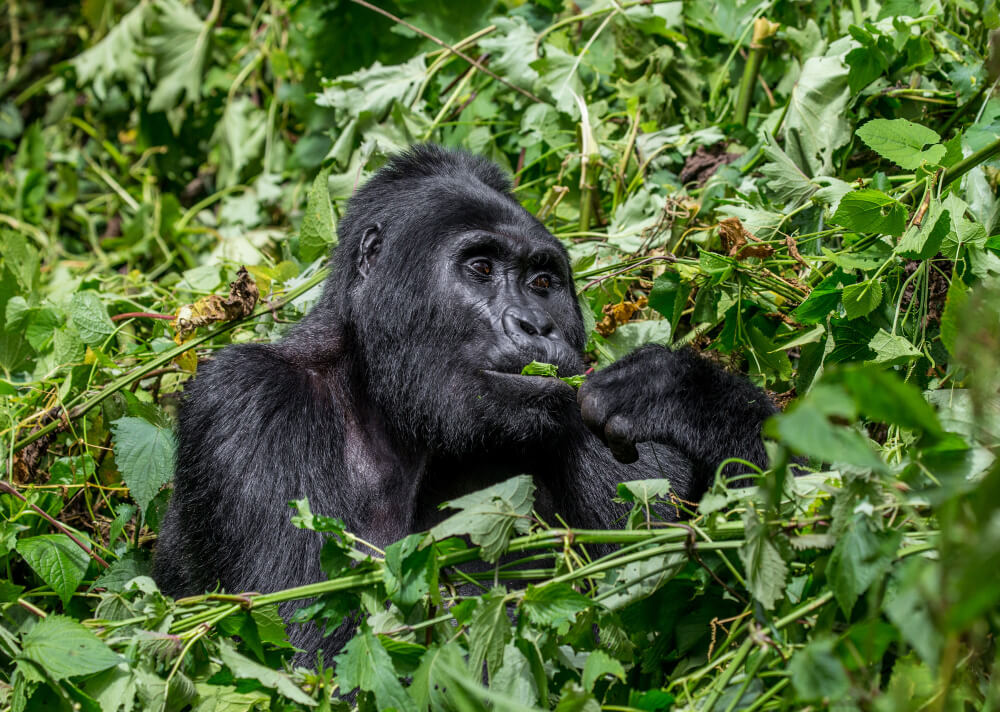 Uganda Gorilla Trek