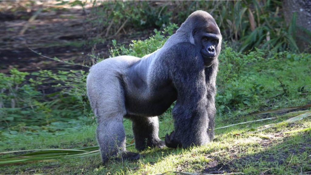 encounter silver back gorillas at volcanoes