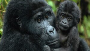 mother gorilla with her infant gaze thoughtfully into the camera on a 3 days rwanda gorilla trekking safari