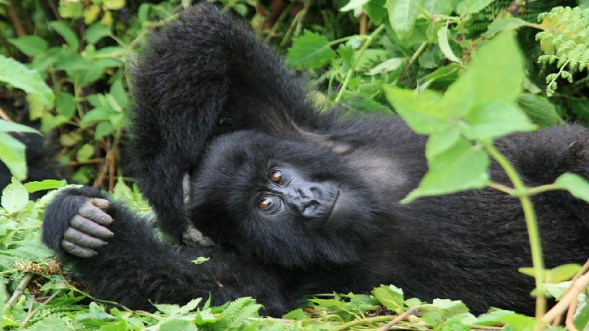 a mountain gorilla relaxes amidst lush vegetation at Volcanoes National Park