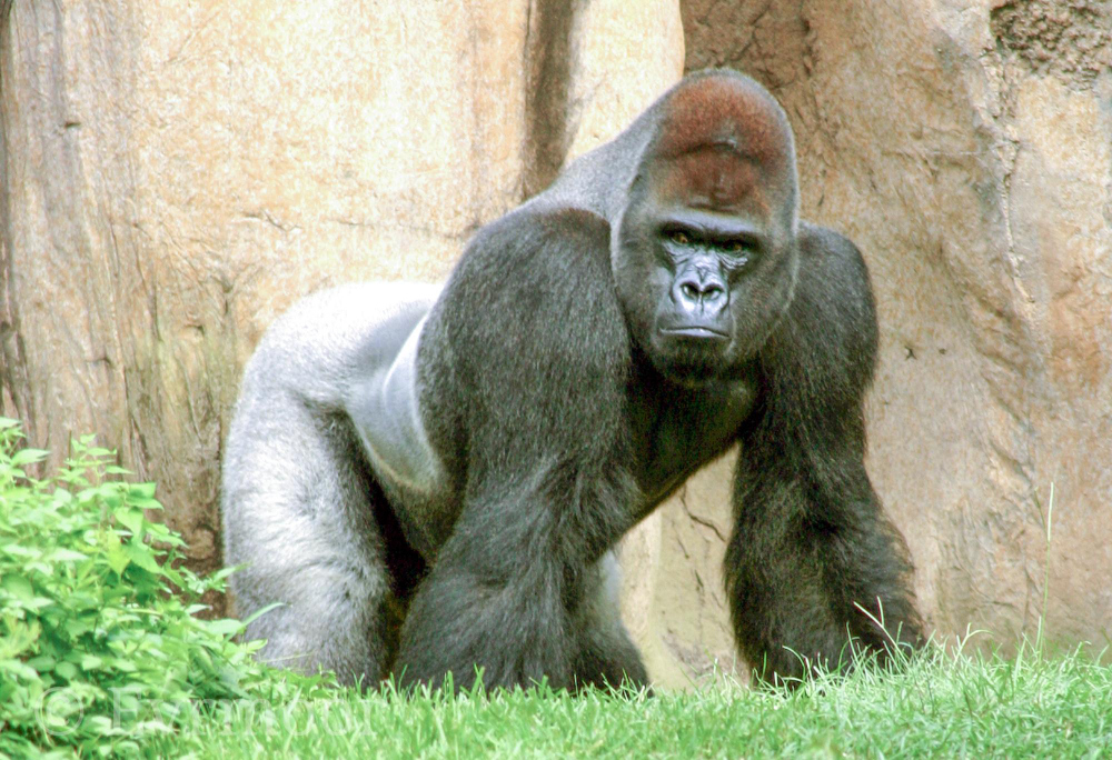 Silverback Gorillas