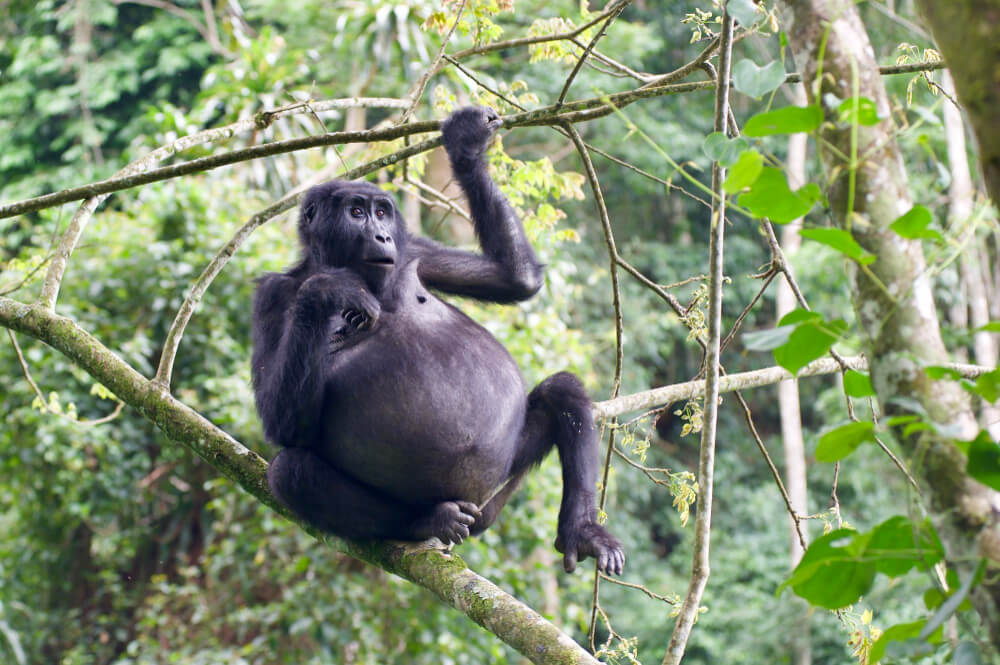 The Challenges of Gorilla Trekking