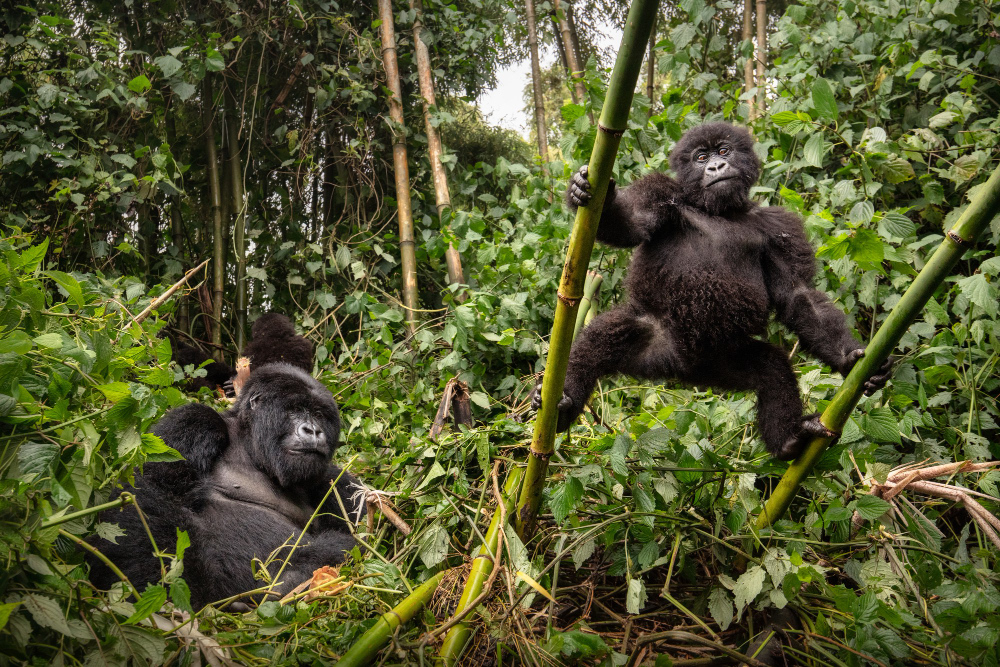 Gorilla Families in East Africa