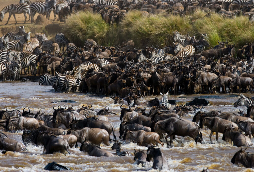 The Great Wildebeest Migration