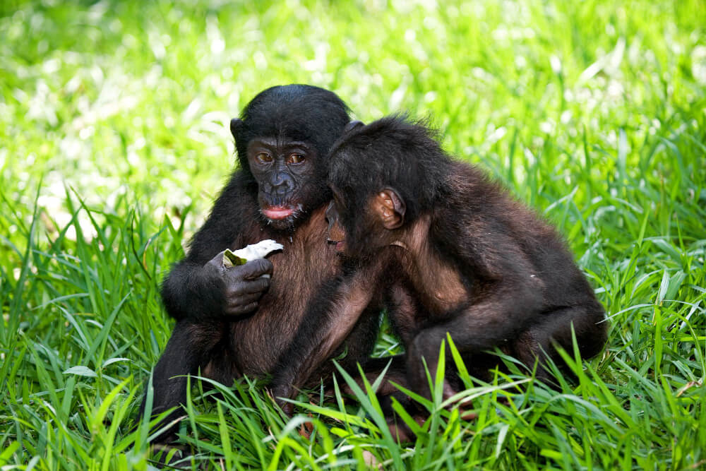 Rwanda Gorilla Safari