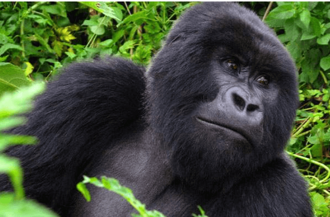 Rwanda's Volcanoes National Park is one of the best destination for Gorilla Safaris