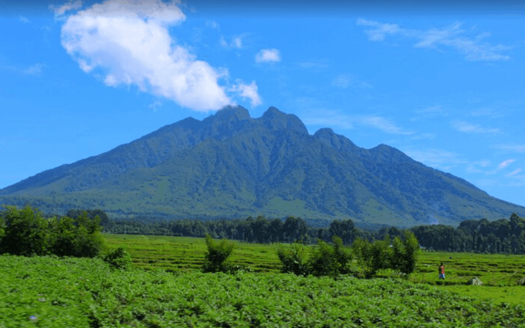 experience a day in the life on a Rwanda Gorilla Safari at Volcanoes National Park, Rwanda